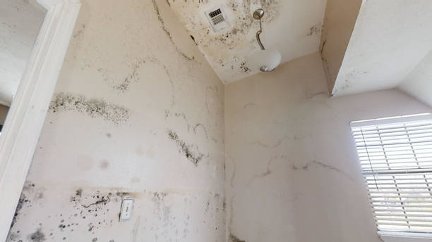 Best Real Estate Mold Inspection  in Bayview, CA