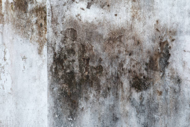 Best Post-Construction Mold Inspection  in Bayview, CA