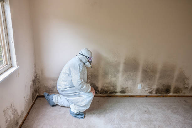 Best Mold Damage Restoration  in Bayview, CA