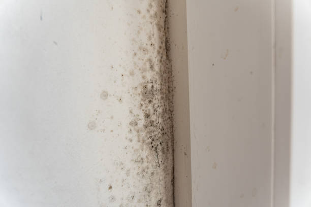 Professional Mold Removal in Bayview, CA