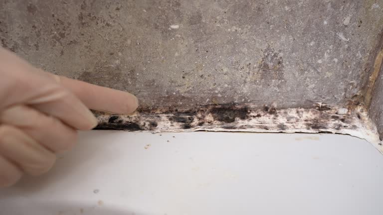 Best Industrial Mold Remediation  in Bayview, CA