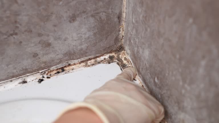 Best Dehumidification Services  in Bayview, CA