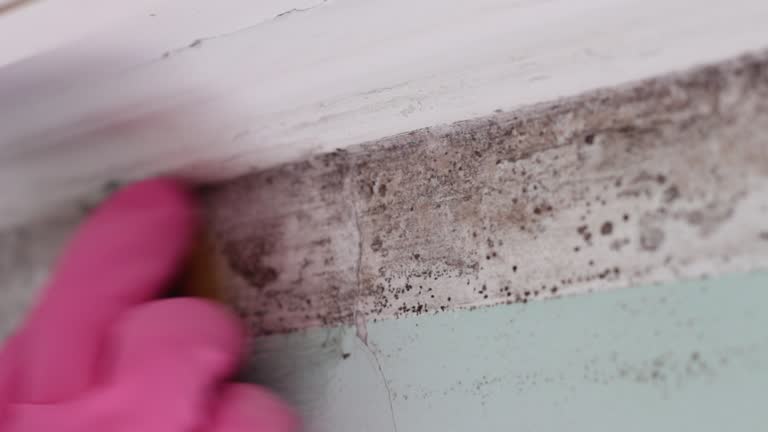 Mold Odor Removal Services in Bayview, CA